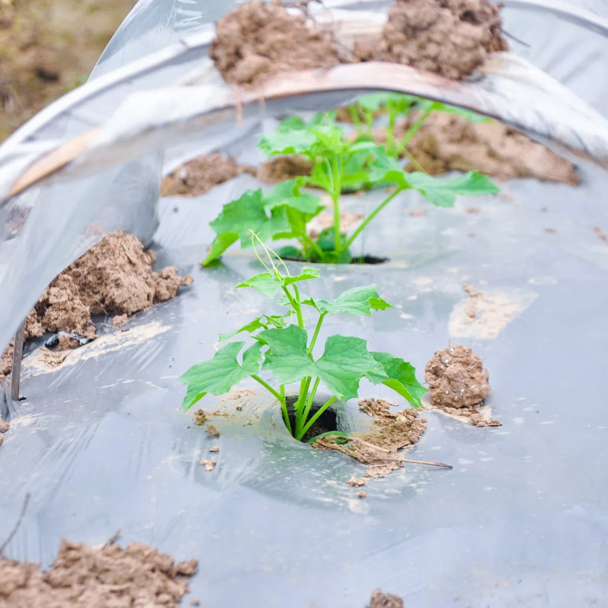 2x3m Transparent Gewächshausfolie,UV-resistente Gewächshaus Film,Extra Dick Reißfest Gartenfolie aus Polyethylen,Gewächshausfolie Gartenfolie,für Gartenbau,Gartenarbeit,Landwirtschaft