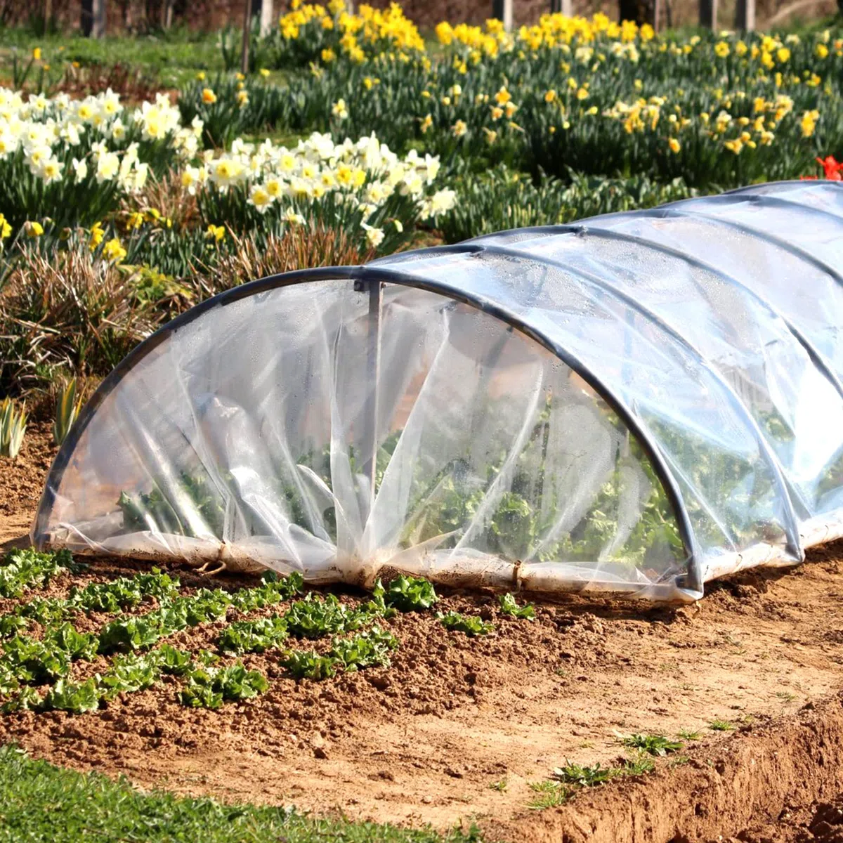 2x3m Transparent Gewächshausfolie,UV-resistente Gewächshaus Film,Extra Dick Reißfest Gartenfolie aus Polyethylen,Gewächshausfolie Gartenfolie,für Gartenbau,Gartenarbeit,Landwirtschaft