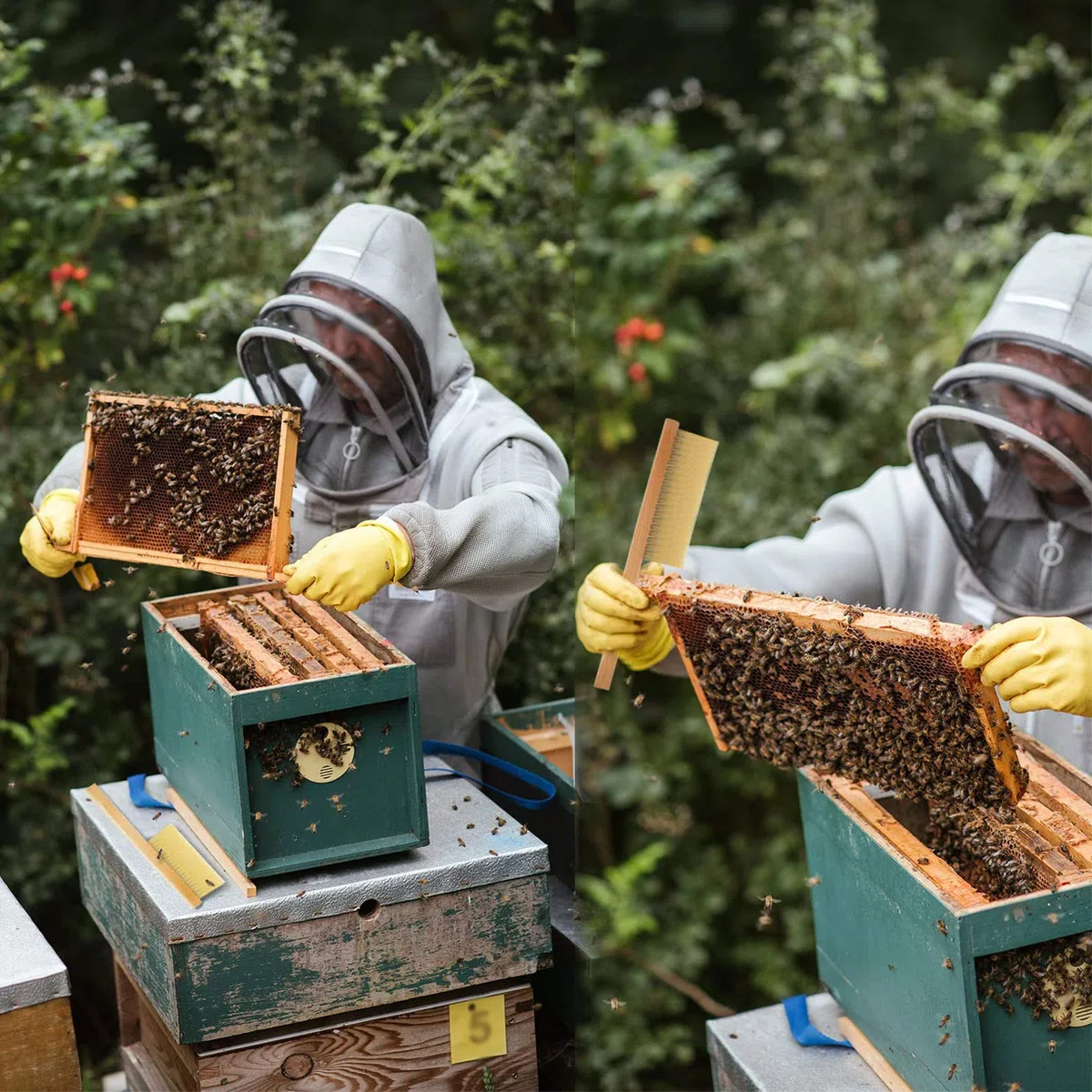 Bienenbürste Bienenstockbürste Bienenbesen Bienenkehrbürste Bienen Bürsten Werkzeug mit Holz Griff Borsten Bienenbürste Bienenbürste mit Holzgriff Abkehrbesen für Imker Imkerei Bienenbürste 2 Stück