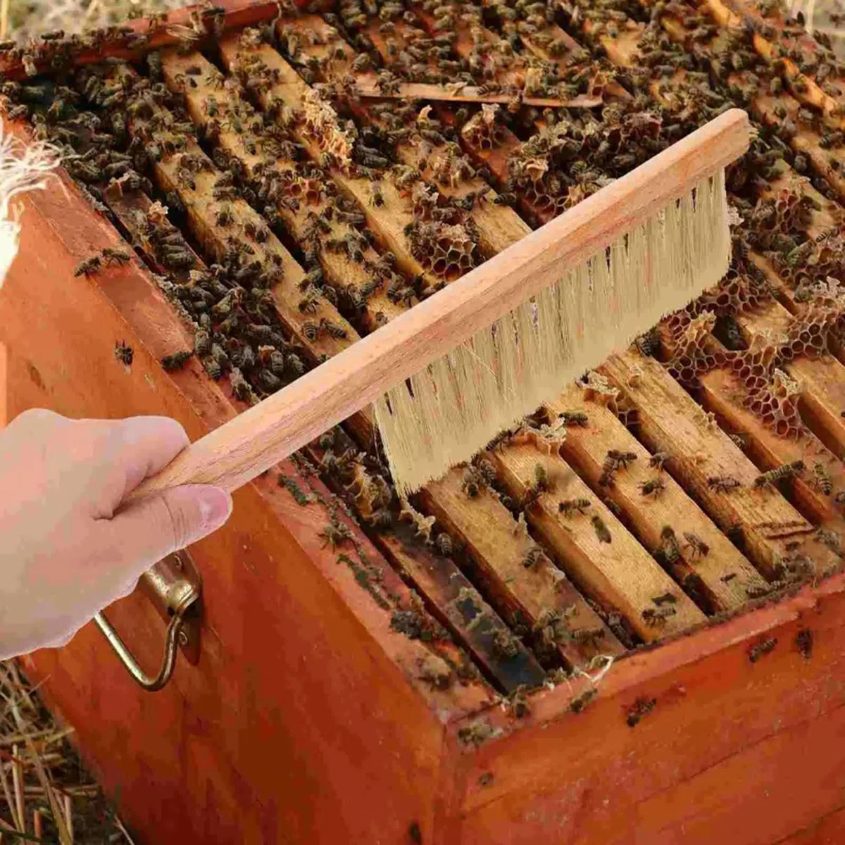 Bienenbürste Bienenstockbürste Bienenbesen Bienenkehrbürste Bienen Bürsten Werkzeug mit Holz Griff Borsten Bienenbürste Bienenbürste mit Holzgriff Abkehrbesen für Imker Imkerei Bienenbürste 2 Stück